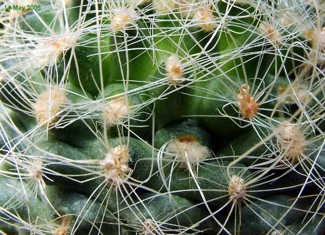 Pediocactus _paradinei _RP80_ 04